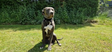 American bulldog xl blue line hündin