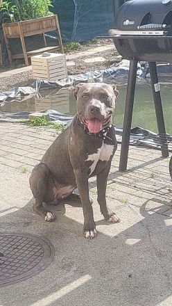 American bulldog xl blue line hündin