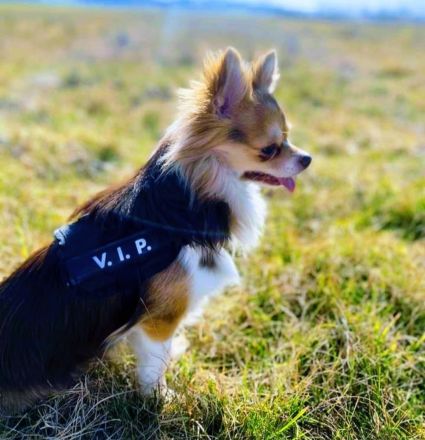 Chihuahua Rüde sucht zu Hause