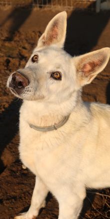 Luuk, geb. ca. 12/2018, lebt in GRIECHENLAND, im städt. Tierheim Serres