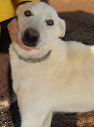 Luuk, geb. ca. 12/2018, lebt in GRIECHENLAND, im städt. Tierheim Serres
