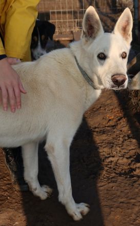Luuk, geb. ca. 12/2018, lebt in GRIECHENLAND, im städt. Tierheim Serres