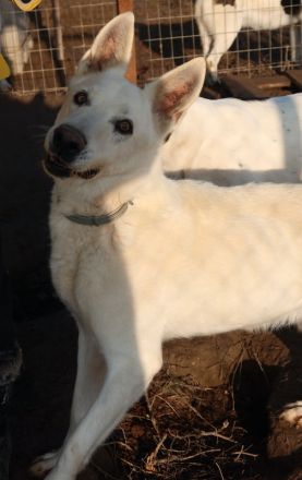 Luuk, geb. ca. 12/2018, lebt in GRIECHENLAND, im städt. Tierheim Serres