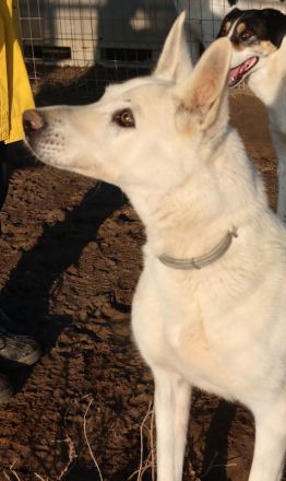 Luuk, geb. ca. 12/2018, lebt in GRIECHENLAND, im städt. Tierheim Serres