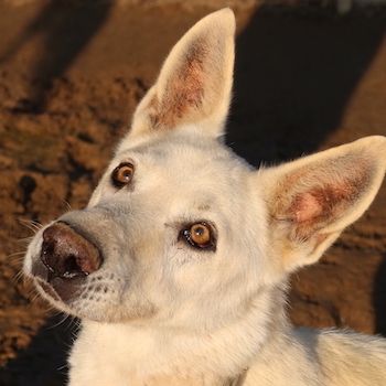 Luuk, geb. ca. 12/2018, lebt in GRIECHENLAND, im städt. Tierheim Serres