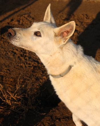 Luuk, geb. ca. 12/2018, lebt in GRIECHENLAND, im städt. Tierheim Serres
