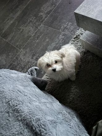 Malteser reinrassiger Welpe