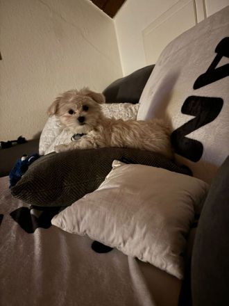 Malteser reinrassiger Welpe