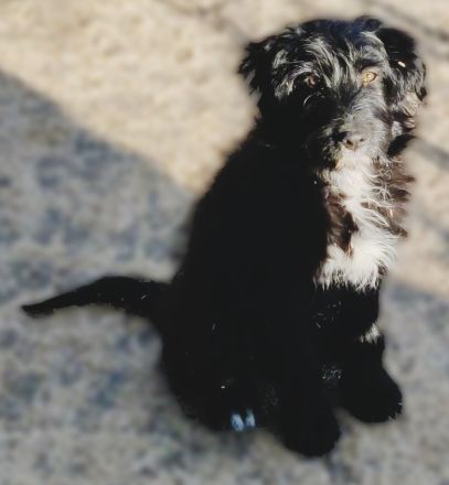 Pudel - Australian Shepherd Mix Welpen