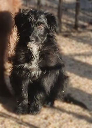 Pudel - Australian Shepherd Mix Welpen