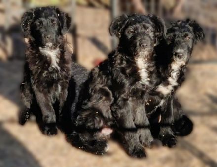 Pudel - Australian Shepherd Mix Welpen