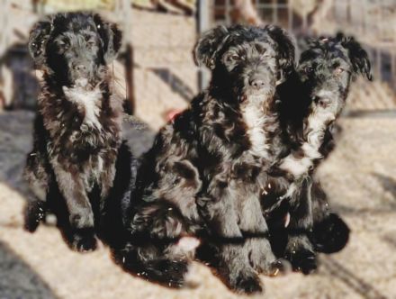 Pudel - Australian Shepherd Mix Welpen