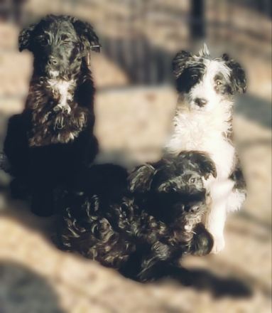 Pudel - Australian Shepherd Mix Welpen