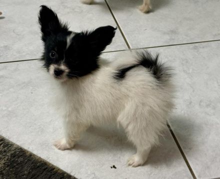 Papillons auf der Suche nach neuen Abenteuern