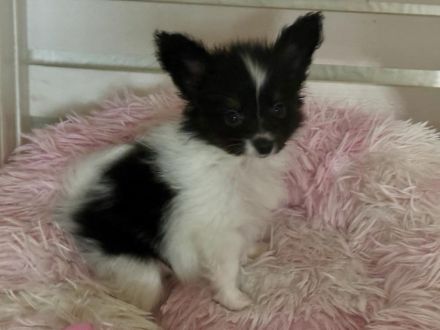 Papillons auf der Suche nach neuen Abenteuern