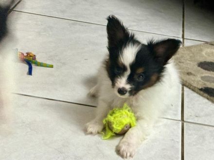 Papillons auf der Suche nach neuen Abenteuern