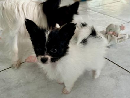 Papillons auf der Suche nach neuen Abenteuern