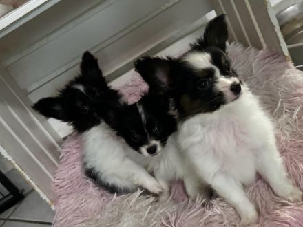 Papillons auf der Suche nach neuen Abenteuern