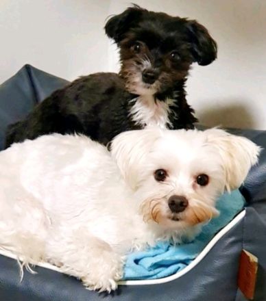 2 kleine suchen ein liebevolles zu Hause