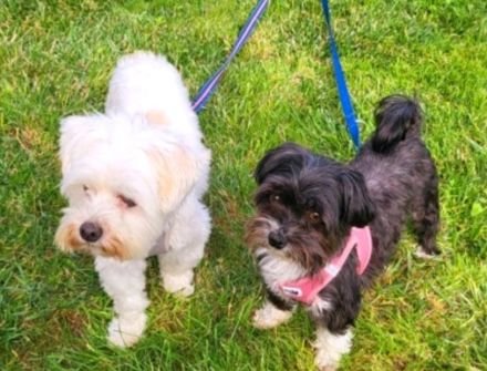 2 kleine suchen ein liebevolles zu Hause