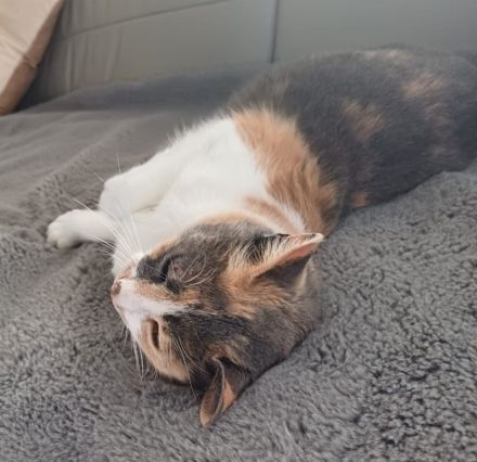 Pardalo, geb. ca. 01/2021, lebt in GRIECHENLAND, auf einer privaten Pflegestelle