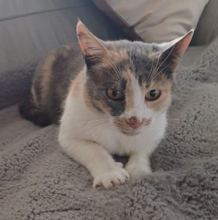 Pardalo, geb. ca. 01/2021, lebt in GRIECHENLAND, auf einer privaten Pflegestelle