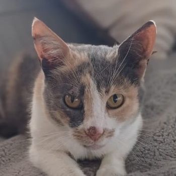 Pardalo, geb. ca. 01/2021, lebt in GRIECHENLAND, auf einer privaten Pflegestelle