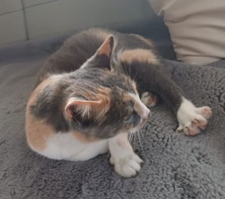 Pardalo, geb. ca. 01/2021, lebt in GRIECHENLAND, auf einer privaten Pflegestelle