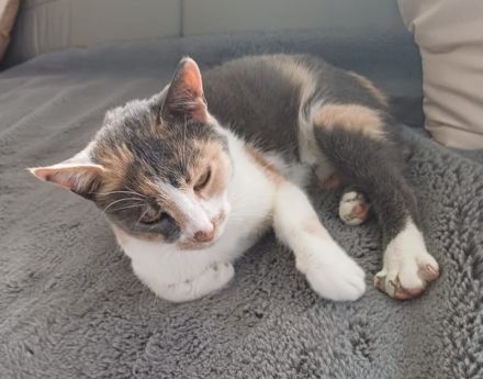 Pardalo, geb. ca. 01/2021, lebt in GRIECHENLAND, auf einer privaten Pflegestelle