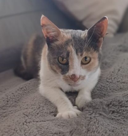 Pardalo, geb. ca. 01/2021, lebt in GRIECHENLAND, auf einer privaten Pflegestelle