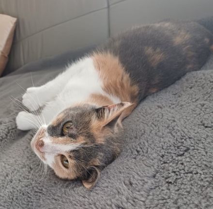 Pardalo, geb. ca. 01/2021, lebt in GRIECHENLAND, auf einer privaten Pflegestelle