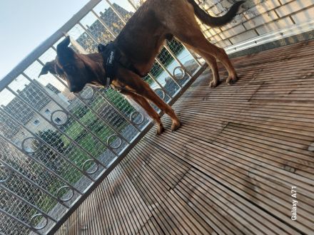 Ich bin der tayson 10 Monate alt