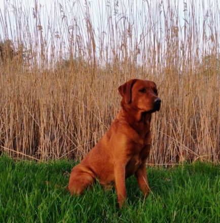 Labrador foxred Schokoträger DECKRÜDE