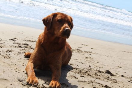 Labrador foxred Schokoträger DECKRÜDE