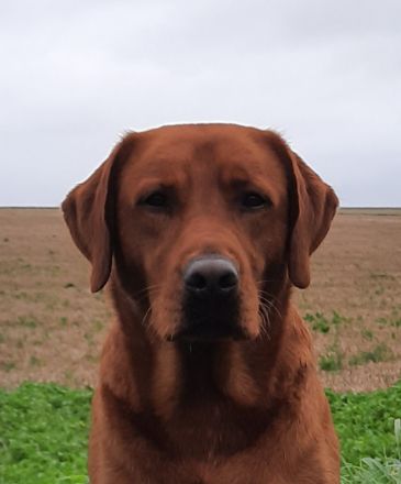 Labrador foxred Schokoträger DECKRÜDE