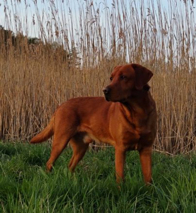 Labrador foxred Schokoträger DECKRÜDE