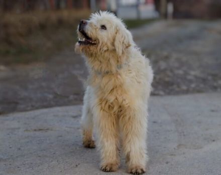 Lumi sucht seinen besten Freund!