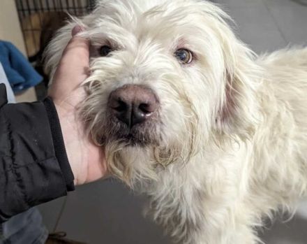 Lumi sucht seinen besten Freund!