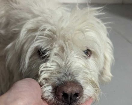 Lumi sucht seinen besten Freund!