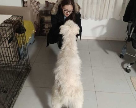 Lumi sucht seinen besten Freund!