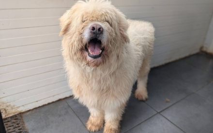 Lumi sucht seinen besten Freund!