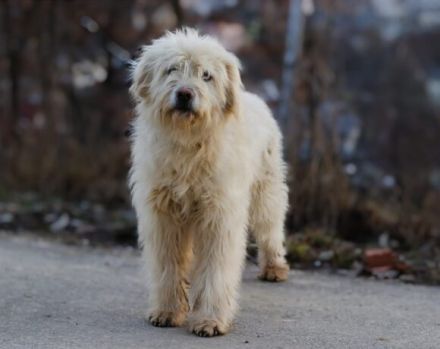 Lumi sucht seinen besten Freund!