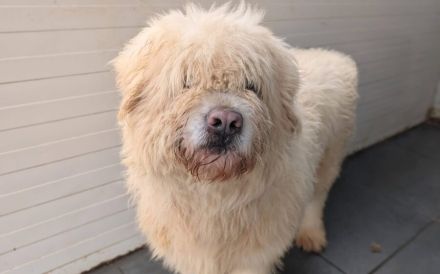 Lumi sucht seinen besten Freund!