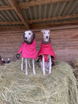 Whippets vom Rabenmond