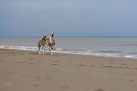 Whippets vom Rabenmond