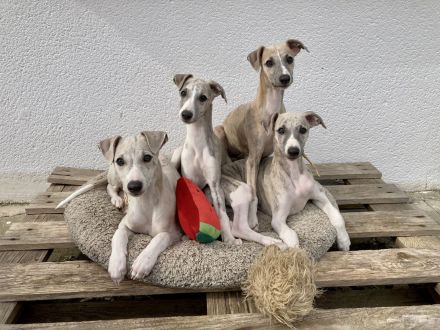 Whippets vom Rabenmond