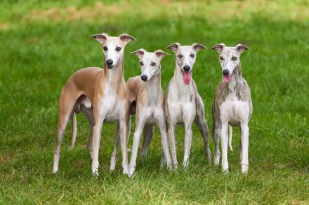 Whippets vom Rabenmond
