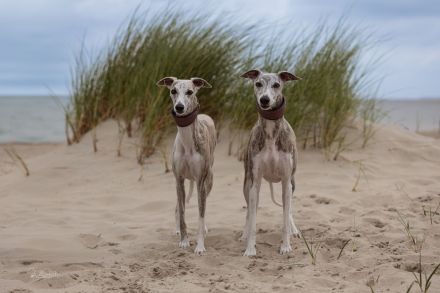 Whippets vom Rabenmond