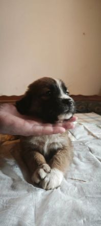 Bernhardiner Dogge Mischlinge