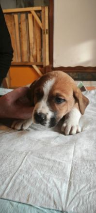 Bernhardiner Dogge Mischlinge